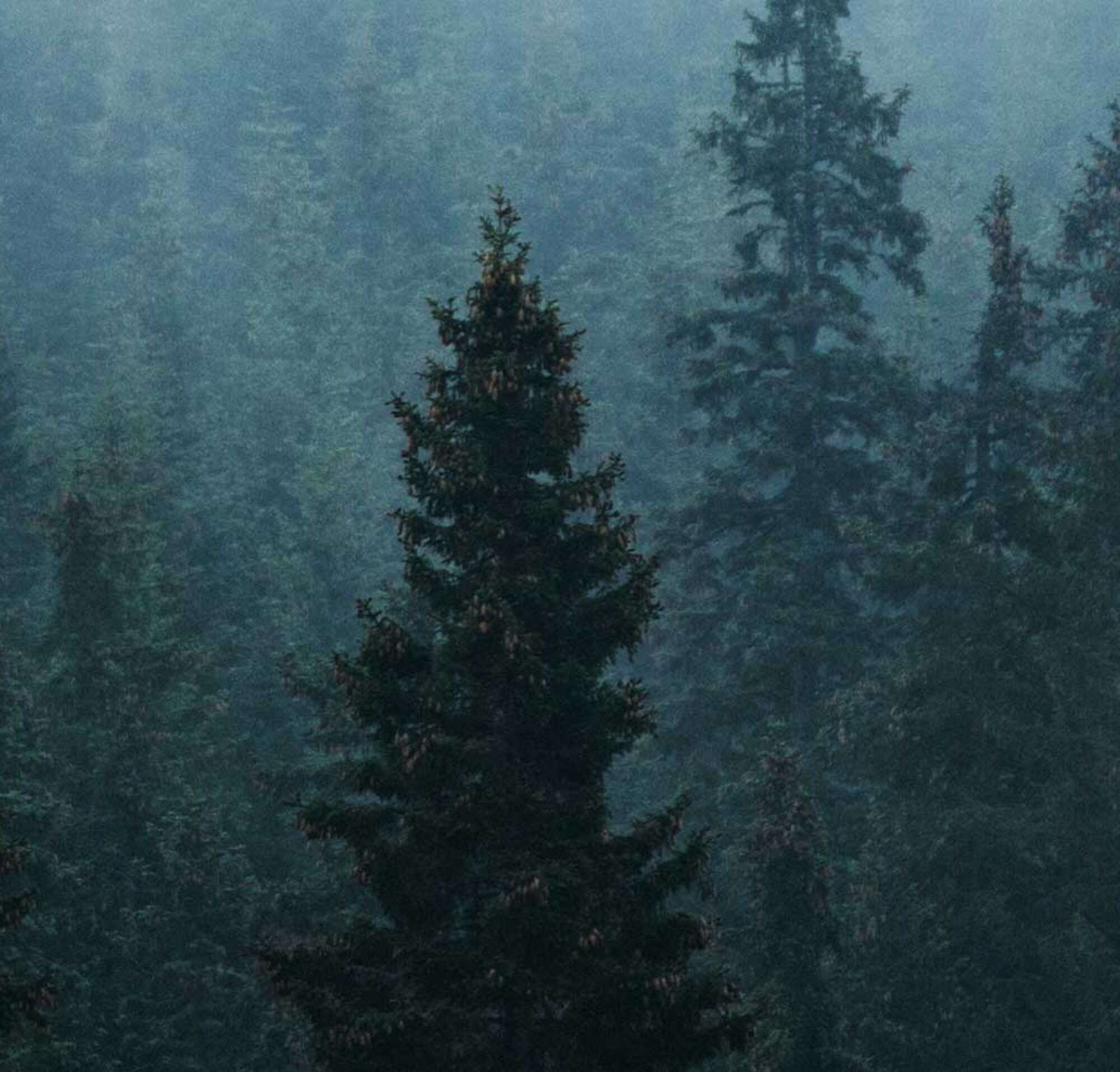 Des arbres dans la forêt